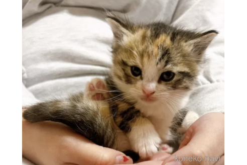 成約済の大阪府のその他の猫種-75442の1枚目